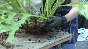 Деление папоротника микросорум.