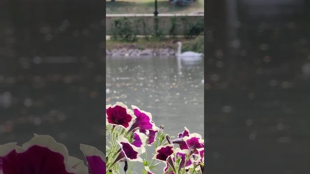 Лебеди в парке Коста Хетагурова. Владикавказ смотреть онлайн