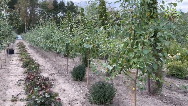 Обзор плодовых крупномеров в Егорьевский питомнике Никитенко Александра смотреть онлайн