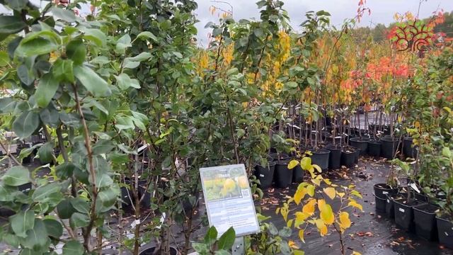 Краски осени в садовом центре Егорьевского питомника Александра Никитенко смотреть онлайн
