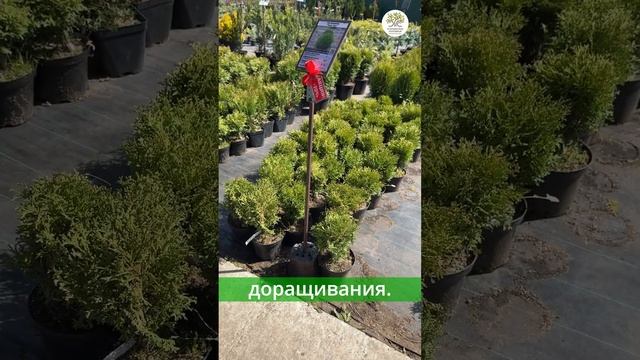 Акция на хвойные в Егорьевском питомнике #shorts #сад #туя смотреть онлайн