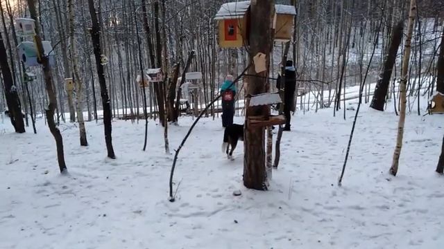 НЕФТЕКАМСК/ПТИЧИЙ ГОРОДОК ЗИМОЙ/ПРОГУЛКА ПО ТРОПЕ ЗДОРОВЬЯ смотреть онлайн