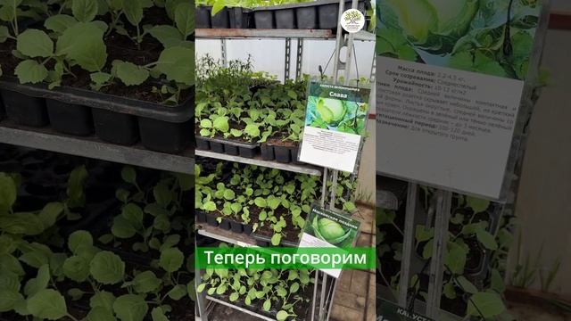 Рассада овощей и цветов в Егорьевском питомнике #shorts #огород #дача #рассада смотреть онлайн