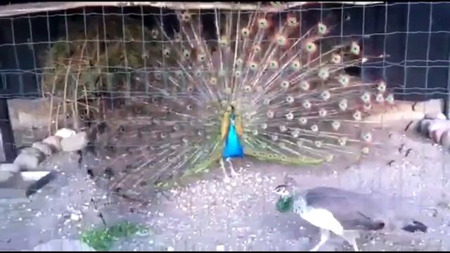 Gailintėnai смотреть онлайн