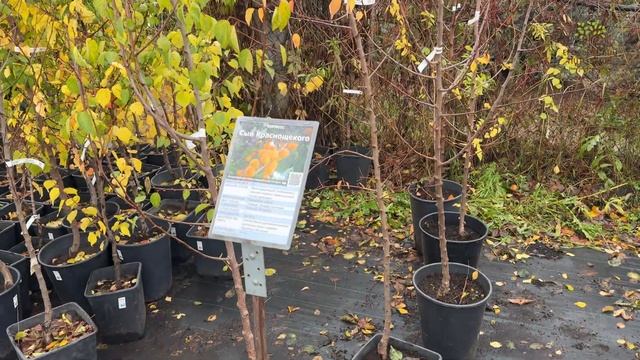 Осенние работы в саду от агронома Егорьевского питомника Никитенко Александра. Часть 3 смотреть онлайн