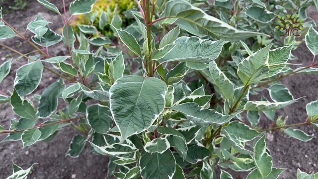 Сравниваем дерен Элегантиссима и Сибирика Вариегатта в Егорьевском питомнике Никитенко Александра смотреть онлайн