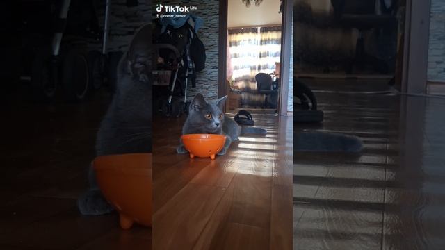 Муся, просто Муся