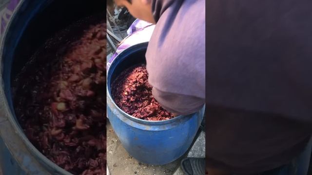 Как быстро сделать вино из винограда в домашних условиях 🍇🍷🍾 смотреть онлайн