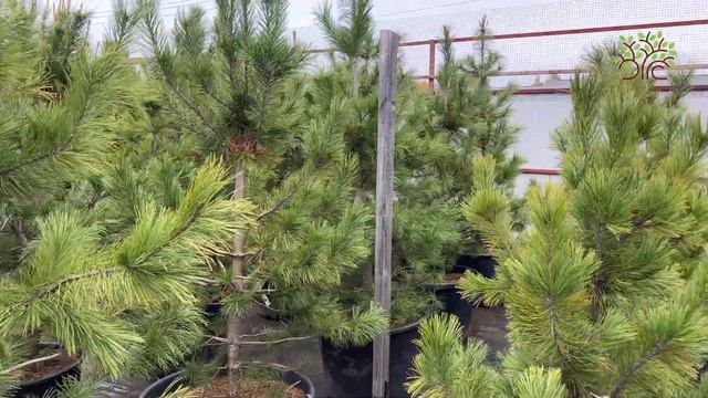 Агроном Егорьевского питомника Никитенко Александра показывает сосны кедровые в продаже смотреть онлайн