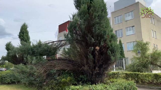 Почему нужно обязательно связывать колоновидные можжевельники на зиму! смотреть онлайн