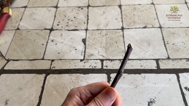 Правильные срезы во время весенней обрезки от агронома Егорьевского питомника Никитенко Александра смотреть онлайн