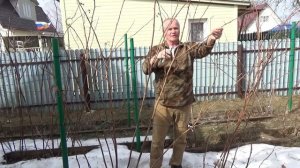 51. МАЛИНА по методу Соболева. Часть 7 - весенняя обрезка. Переходим на раздельное выращивание!