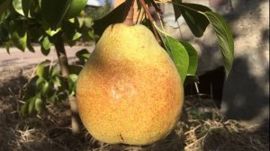 Груша Дельвимор и Конкорд