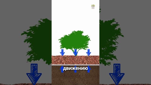 Главная ошибка при мульчировании растений в саду #shorts #сад #дача #цветы смотреть онлайн