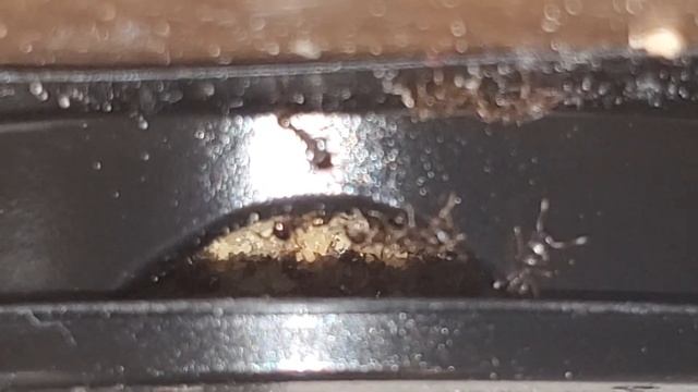 How to get rid of little black ants (cheap and easy) смотреть онлайн