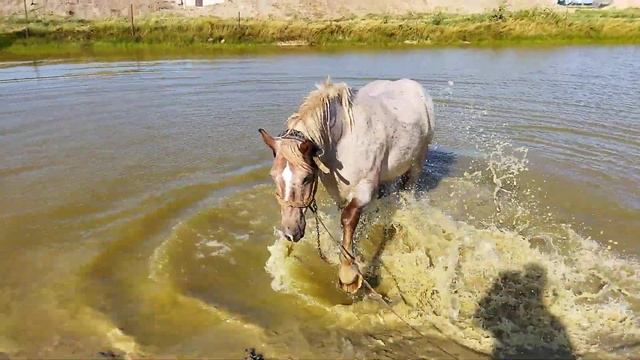 Конь Буян купается в пруду смотреть онлайн