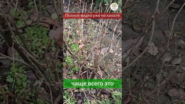 Обрезка плодовых кустов. Сроки #shorts смотреть онлайн