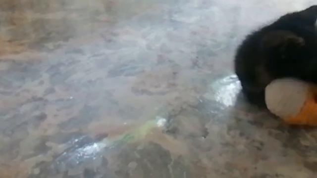 После душа котенок греется и играется!:-):-):-) смотреть онлайн
