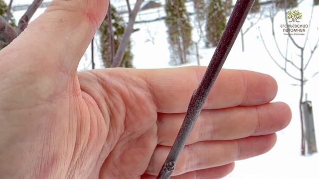 Учимся отличать плодовые почки от обычных на яблоне. Егорьевский питомник Никитенко Александра. смотреть онлайн