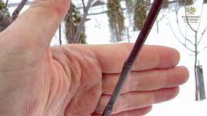 Учимся отличать плодовые почки от обычных на яблоне. Егорьевский питомник Никитенко Александра.