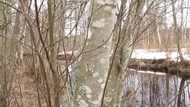 Vääna jõgi + selle ümbrus Kiili vallas 03.03.2019 смотреть онлайн