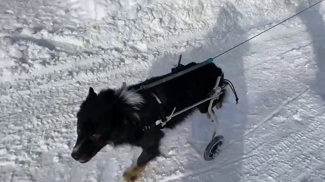 Коляска инвалидная для огромных собак и кошек с доставкой по Москве, СПб и России. Низкие цены! смотреть онлайн