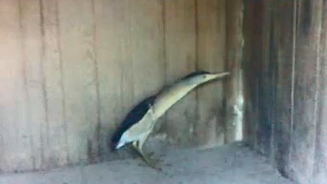 botaurus stellaris Balaban смотреть онлайн