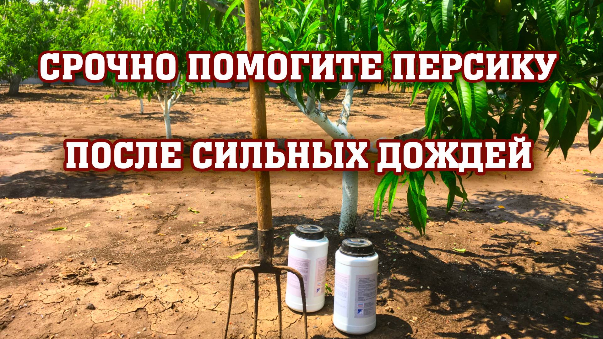 СРОЧНО помогите персику после дождей!!! смотреть онлайн