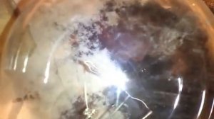 Генератор Рубцова - мощнее генератора Кромри