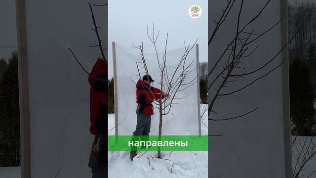 Весенняя обрезка сливы за 1 минуту #shorts смотреть онлайн