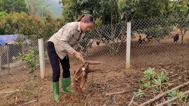 Chicken breeding. Roosters need to be fattened to be sold in the market. (Ep 146). смотреть онлайн