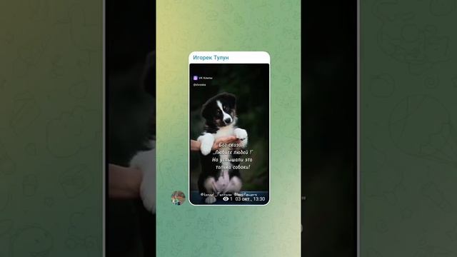 услышали только одни животные это собаки смотреть онлайн