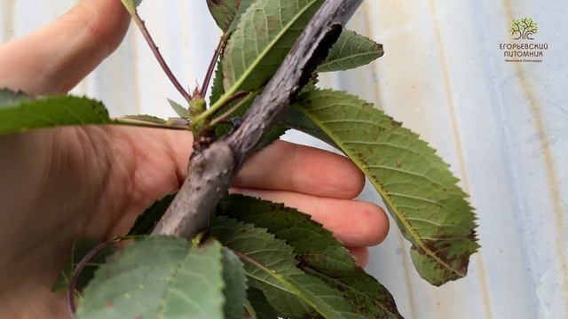 Правильный срез при обрезке. Егорьевский питомник Никитенко Александра смотреть онлайн