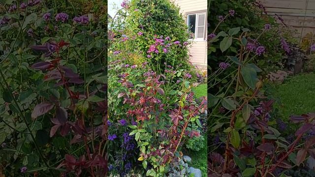 Вербена Бонарская смотреть онлайн