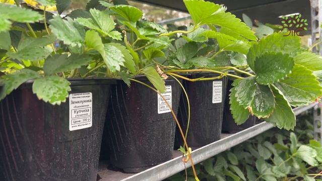 Давайте посмотрим на еще не готовые саженцы клубники в Егорьевском питомнике Никитенко Александра смотреть онлайн