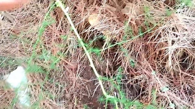 В лес за грибами. Рядовки. Маслята / Mushrooms in January смотреть онлайн