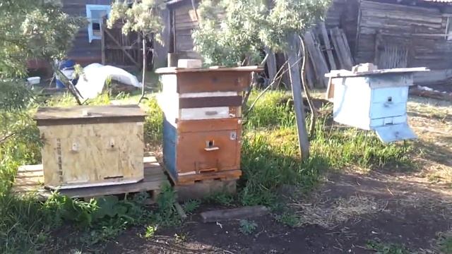 начинающие пчеловоды )) смотреть онлайн