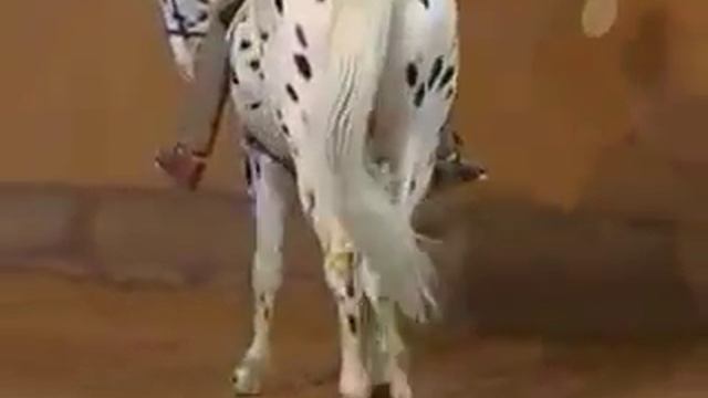 Travers Bent Branderup смотреть онлайн