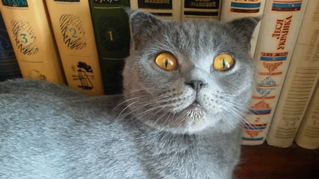 Шотландская кошка разлеглась на мебели смотреть онлайн