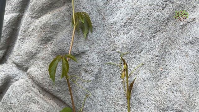 Виноград девичий пятилисточковый (дикий). Обзор смотреть онлайн