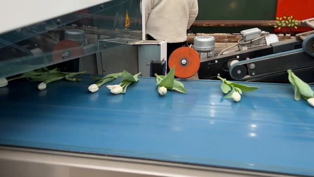 Сортировка тюльпанов к 8 марта. Егорьевский питомник в гостях у тепличного комбината. смотреть онлайн