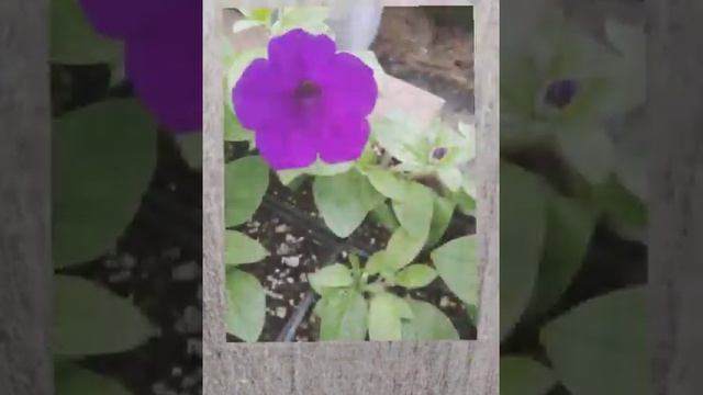 Растения из СОШЕК. смотреть онлайн