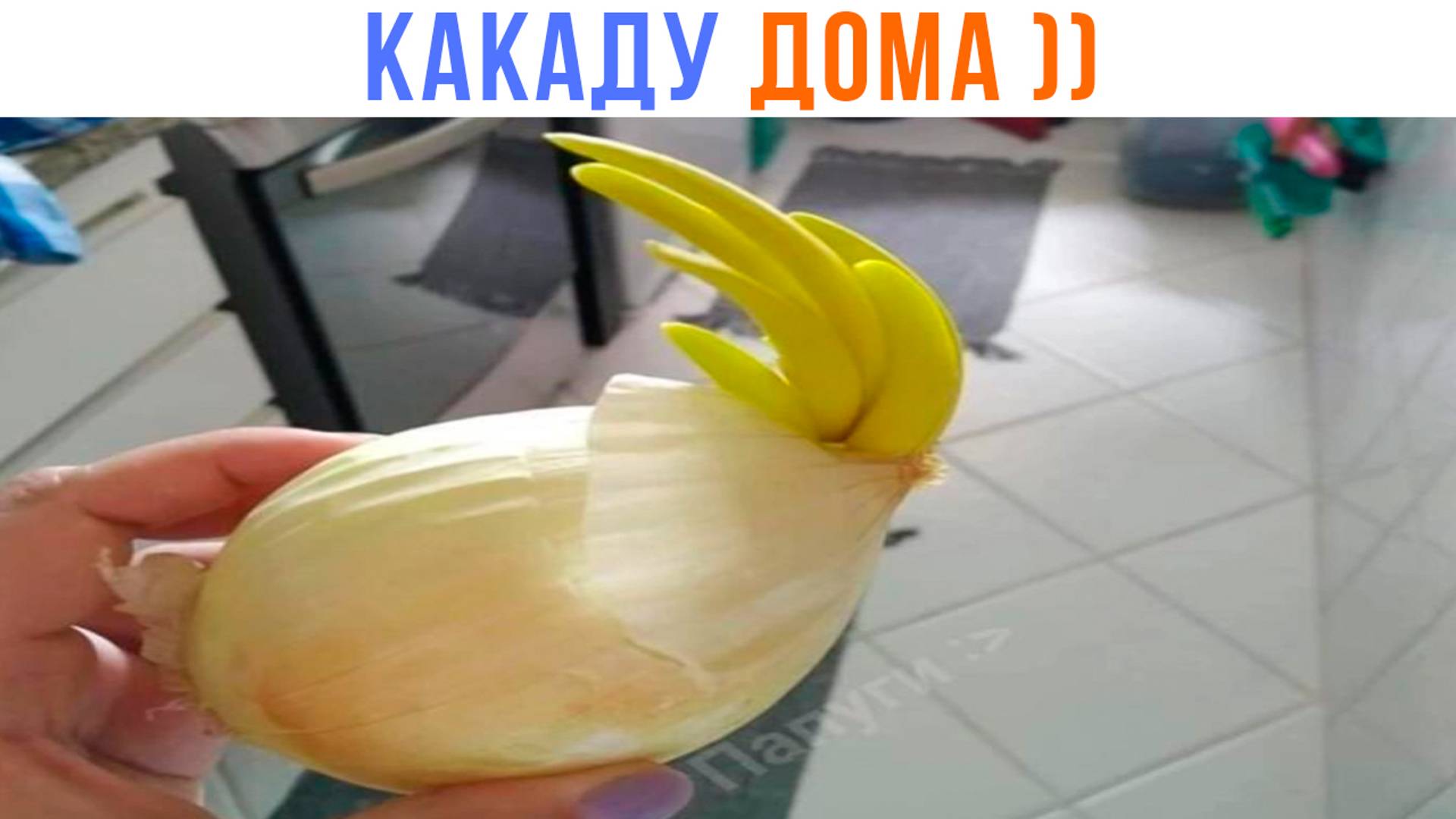 У НАС ЕСТЬ КАКАДУ ДОМА ))) | Приколы | Мемозг 1502 смотреть онлайн