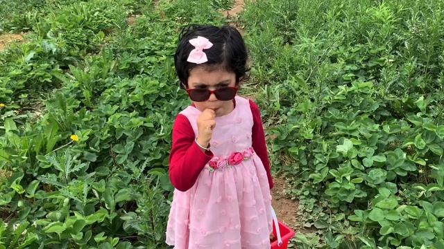 Strawberry picking at Way Fruit Farm, Port Matilda, PA смотреть онлайн