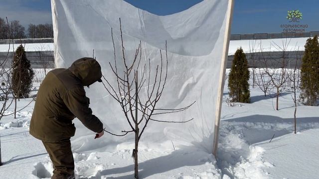Обрезка груши в полях Егорьевского питомника Никитенко Александра. смотреть онлайн