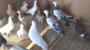 БАКИНСКИЕ ГОЛУБИ САЛАВАТА НУХОВА. Часть 6.