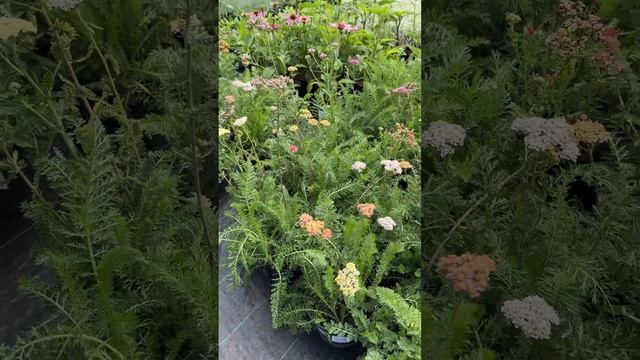 МНОГОЛЕТНИЕ ЦВЕТЫ в Егорьевском питомнике смотреть онлайн