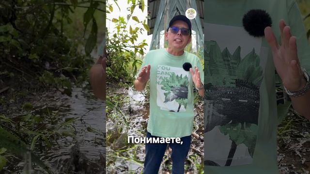 Почему дождь не поливает растения смотреть онлайн