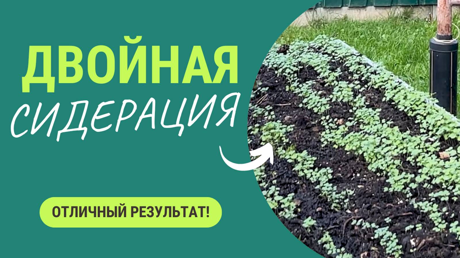 Вот почему двойная сидерация заменяет навоз 👀. Результат двойной сидерации смотреть онлайн
