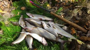 Тенкара в удовольствие.